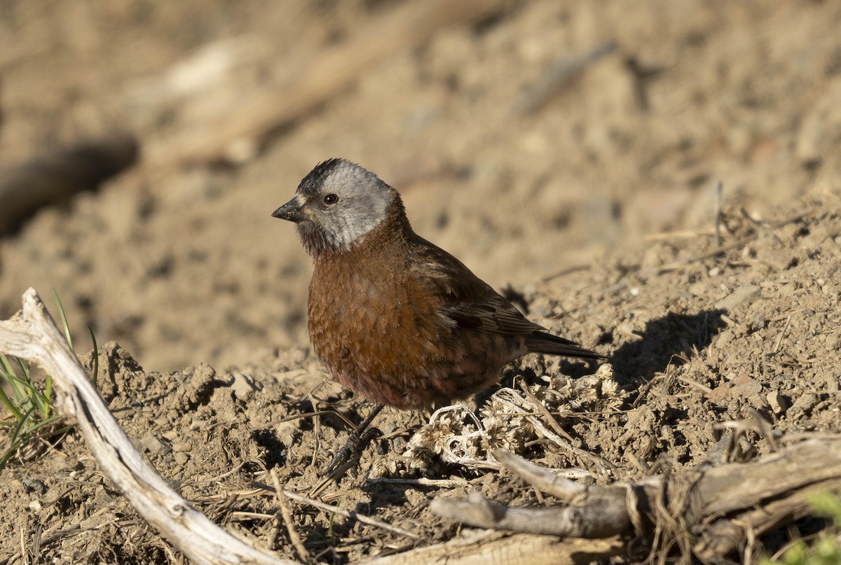 Gray-crowned Rosy-Finch - ML619133949