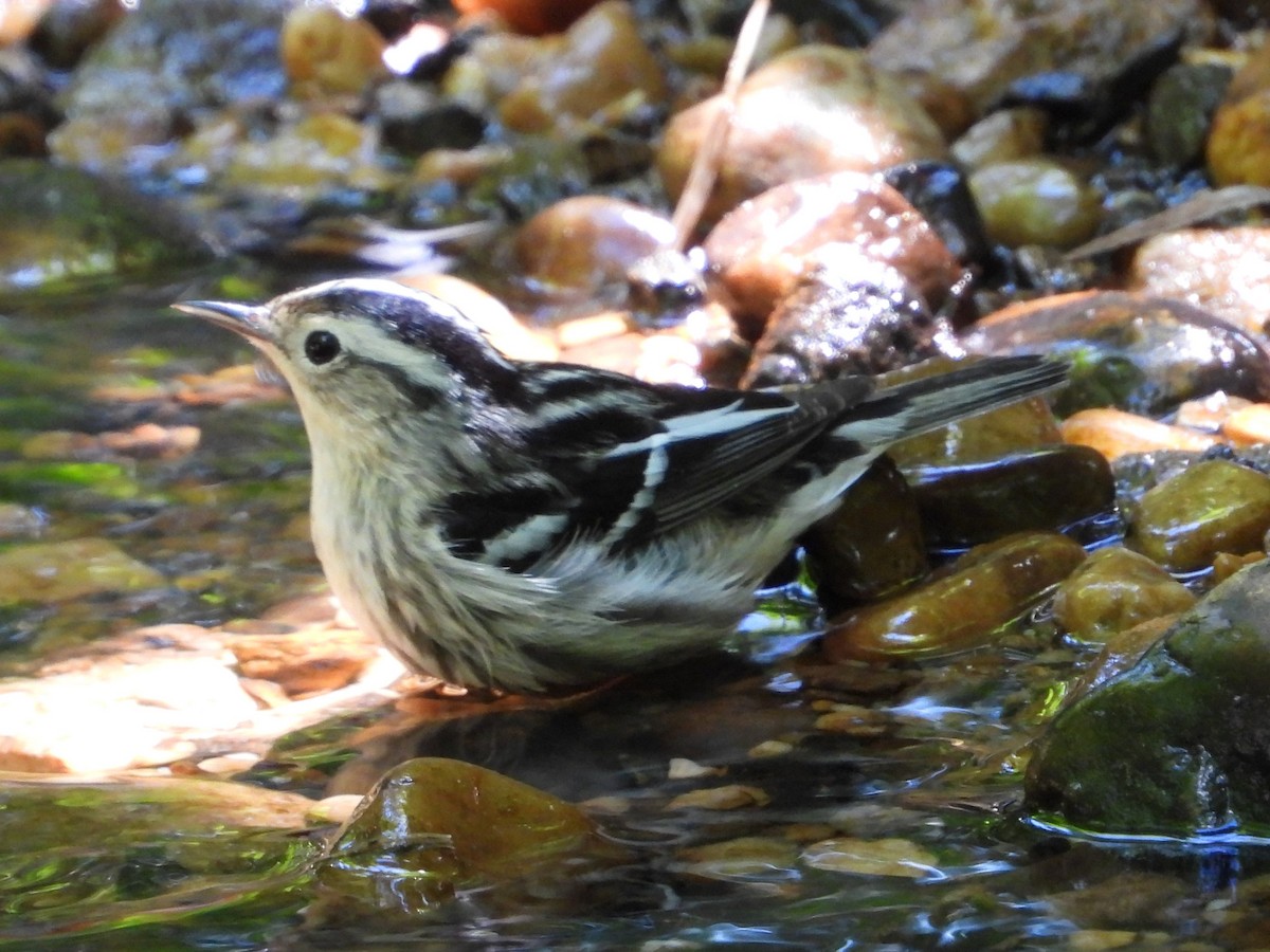 Black-and-white Warbler - ML619133955