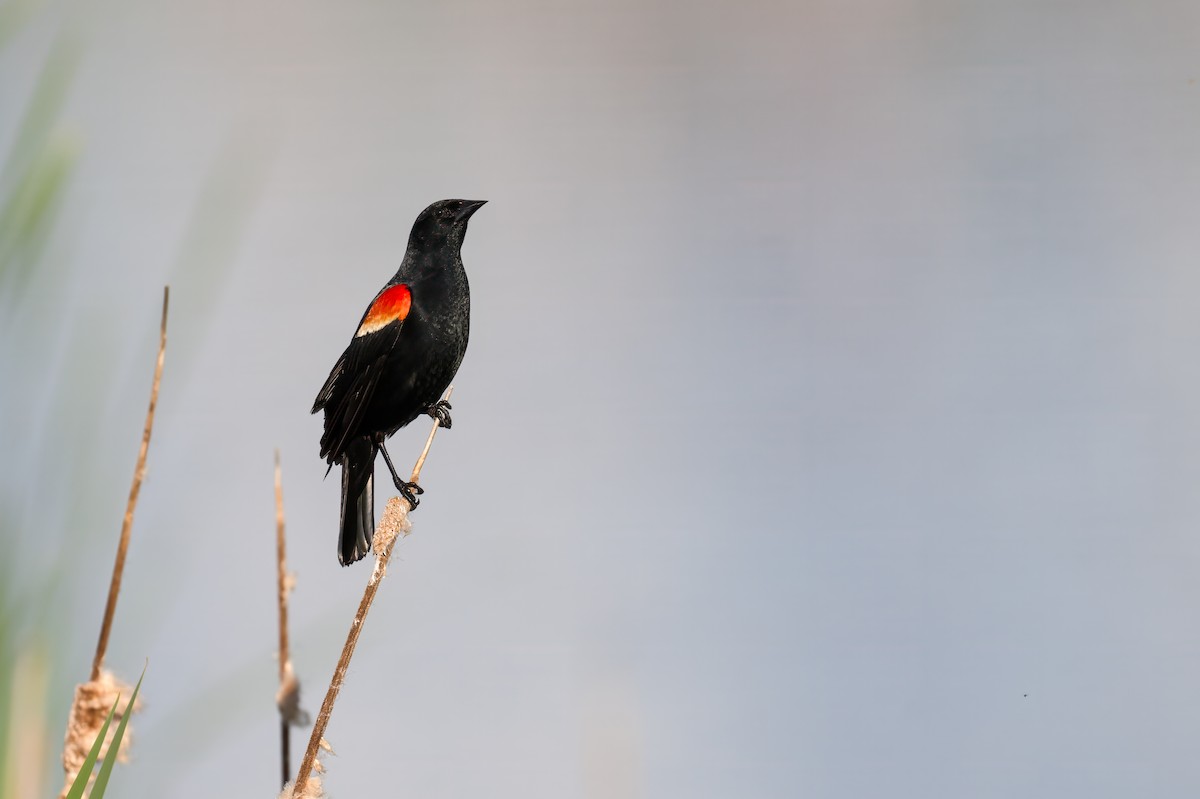 Red-winged Blackbird - ML619133958