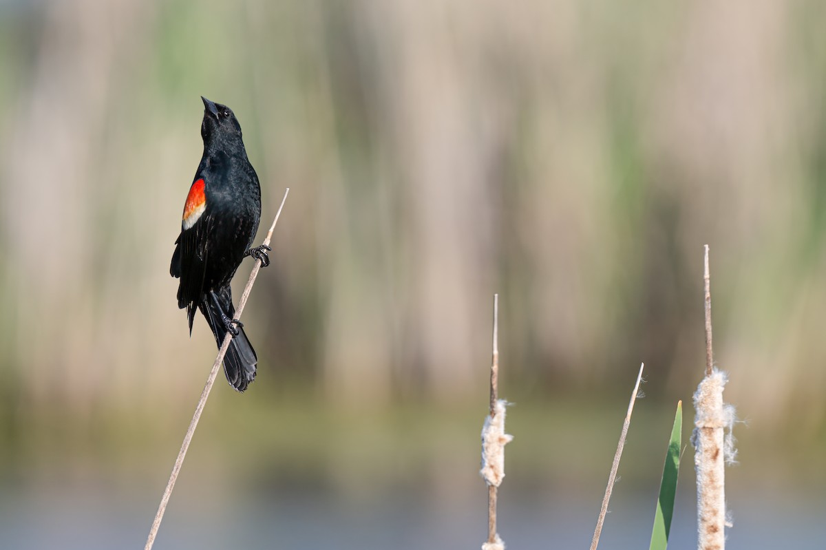 Red-winged Blackbird - ML619133959