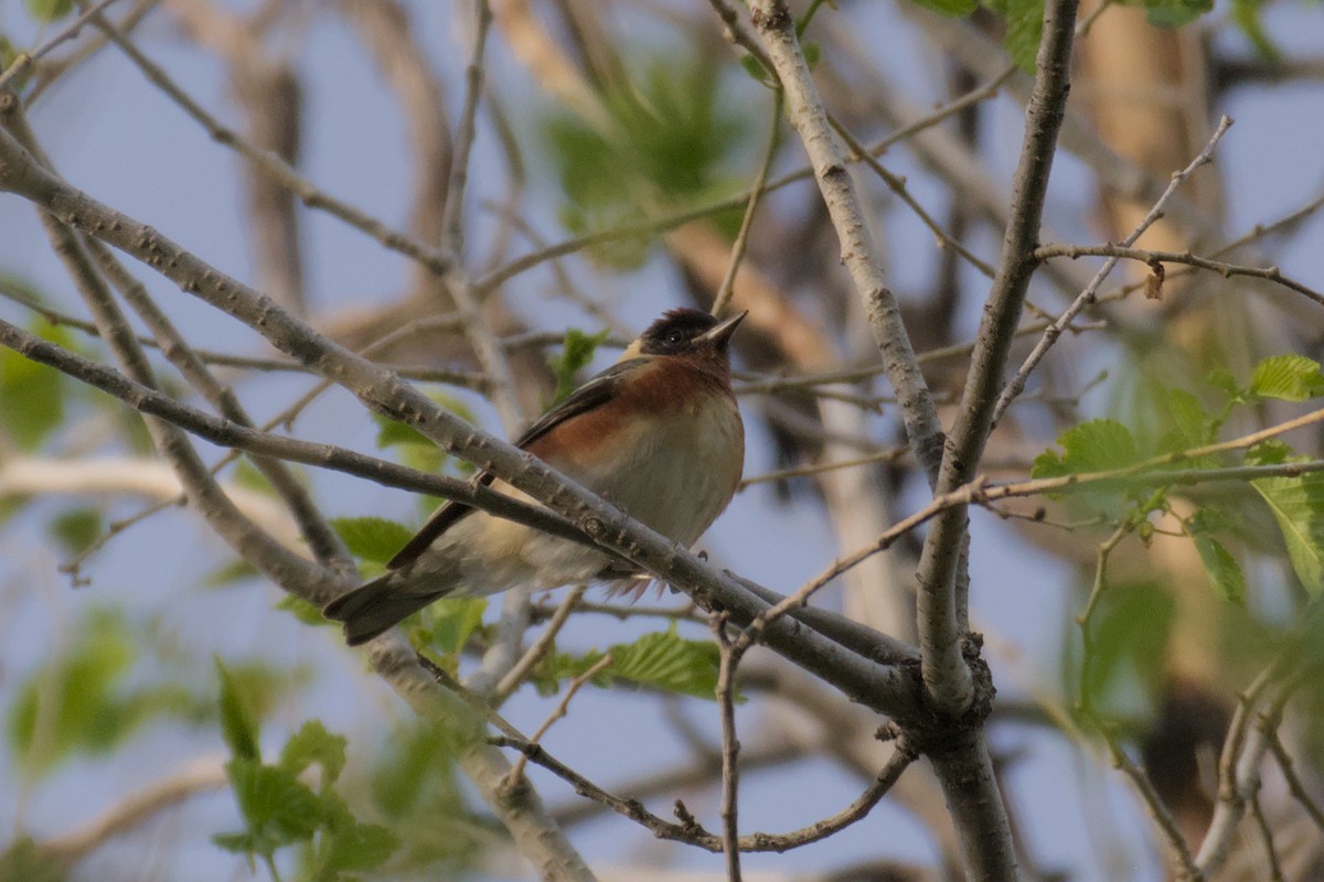 Bay-breasted Warbler - ML619133987