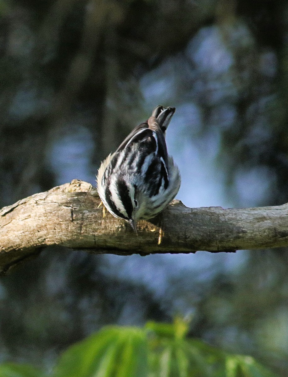 Black-and-white Warbler - ML619134050
