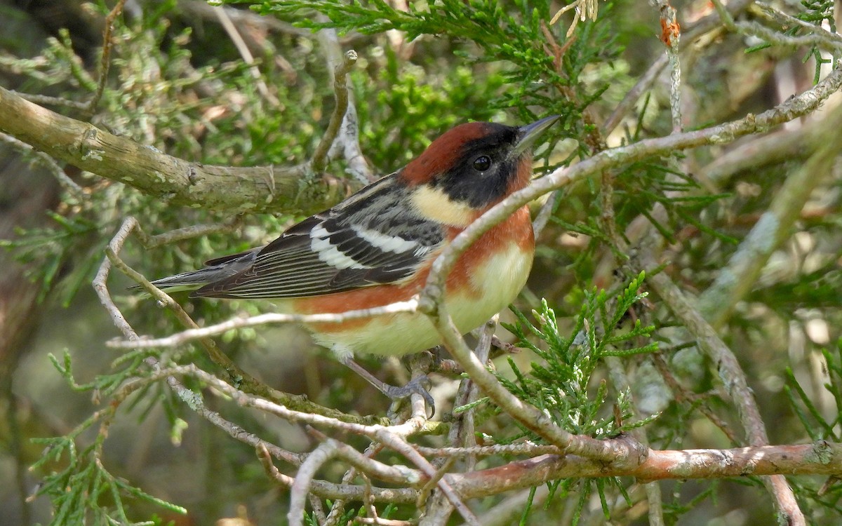 Bay-breasted Warbler - ML619134111