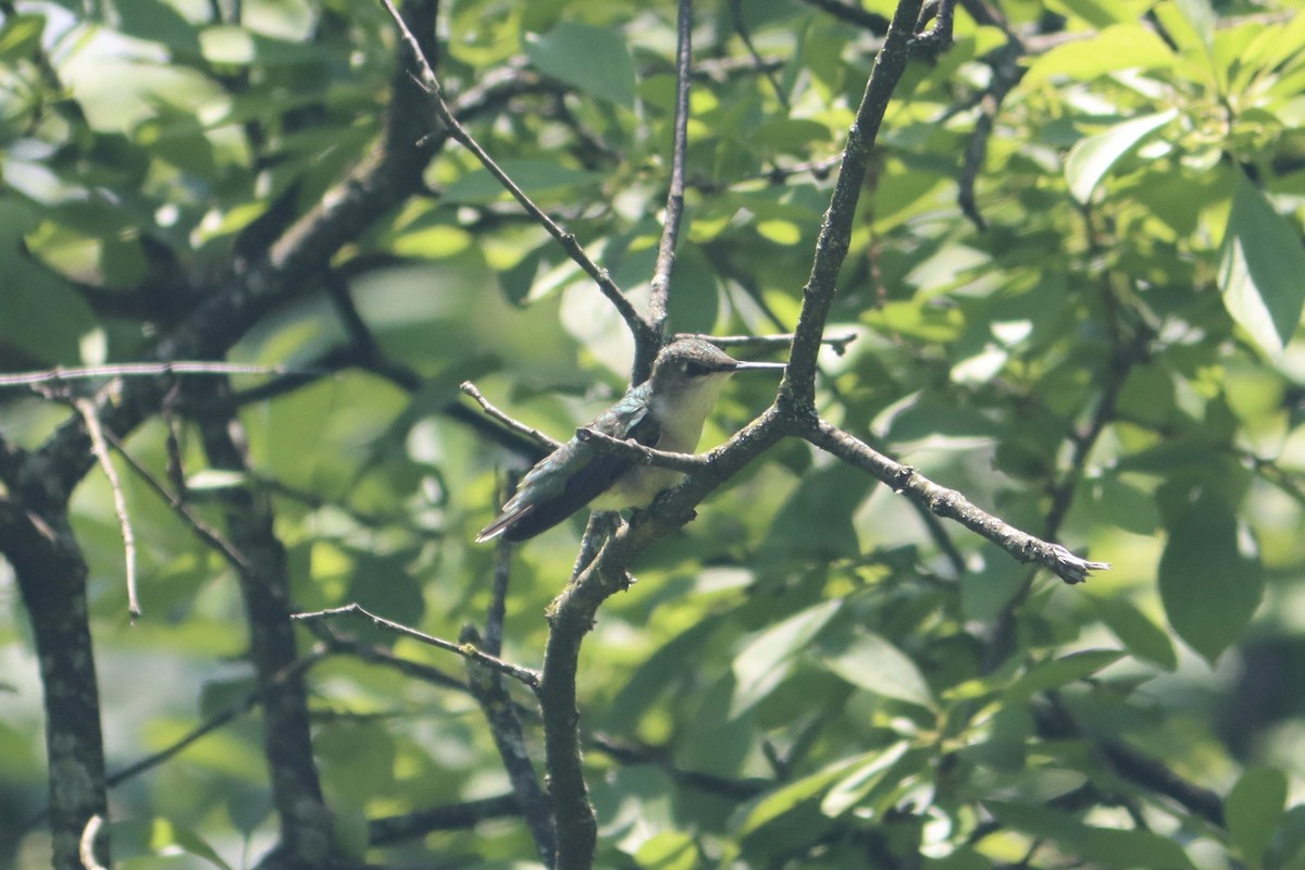 Ruby-throated Hummingbird - ML619134118