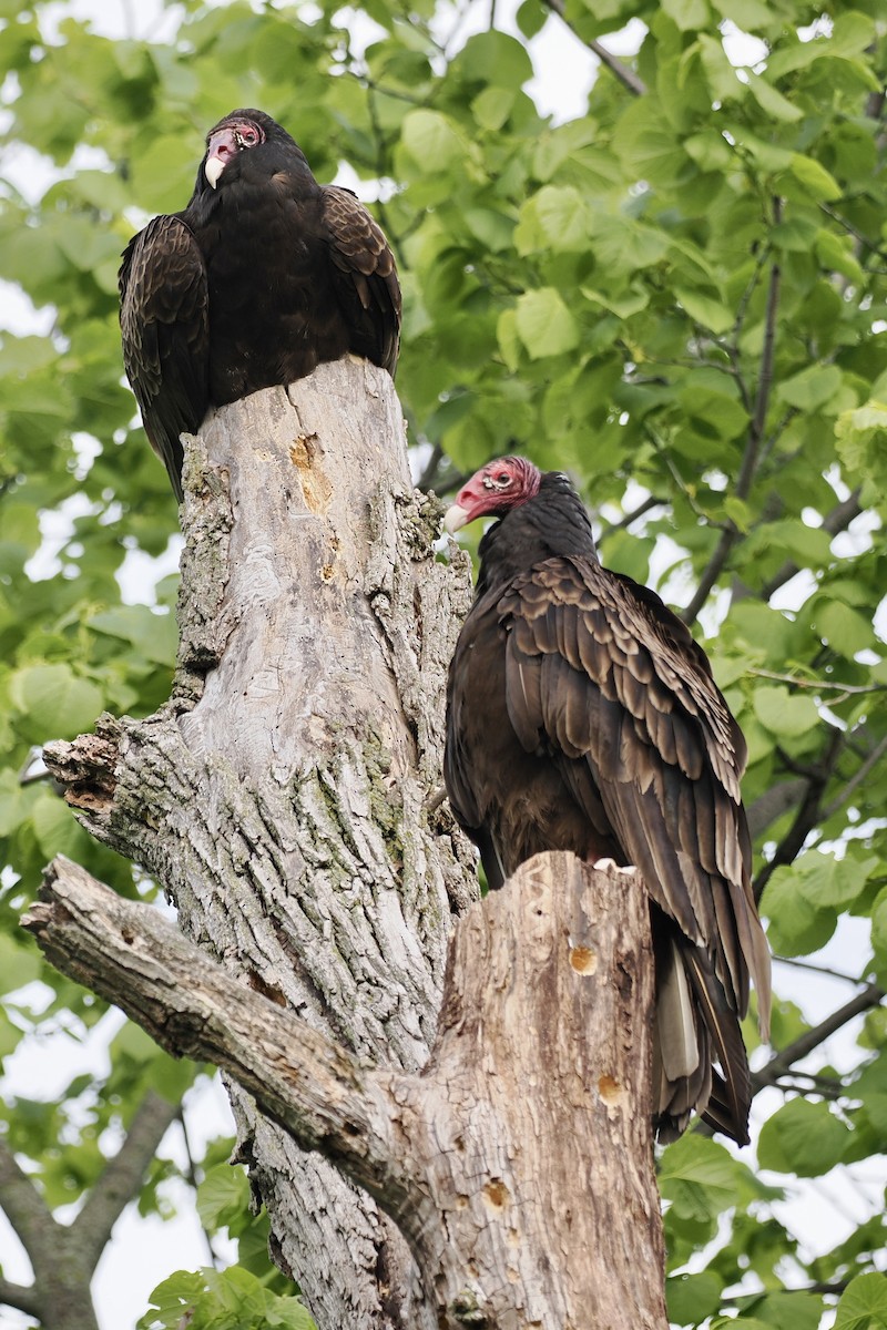 Turkey Vulture - ML619134152
