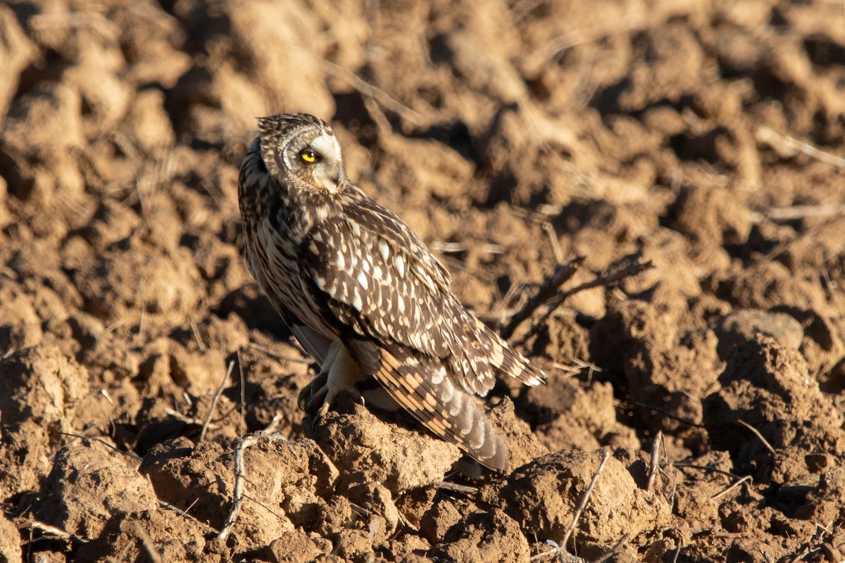 Short-eared Owl - ML619134158