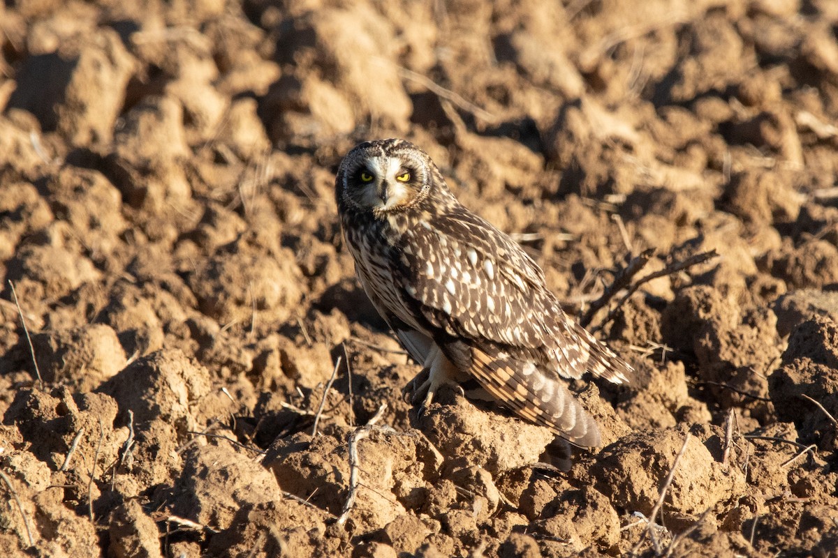 Short-eared Owl - ML619134160
