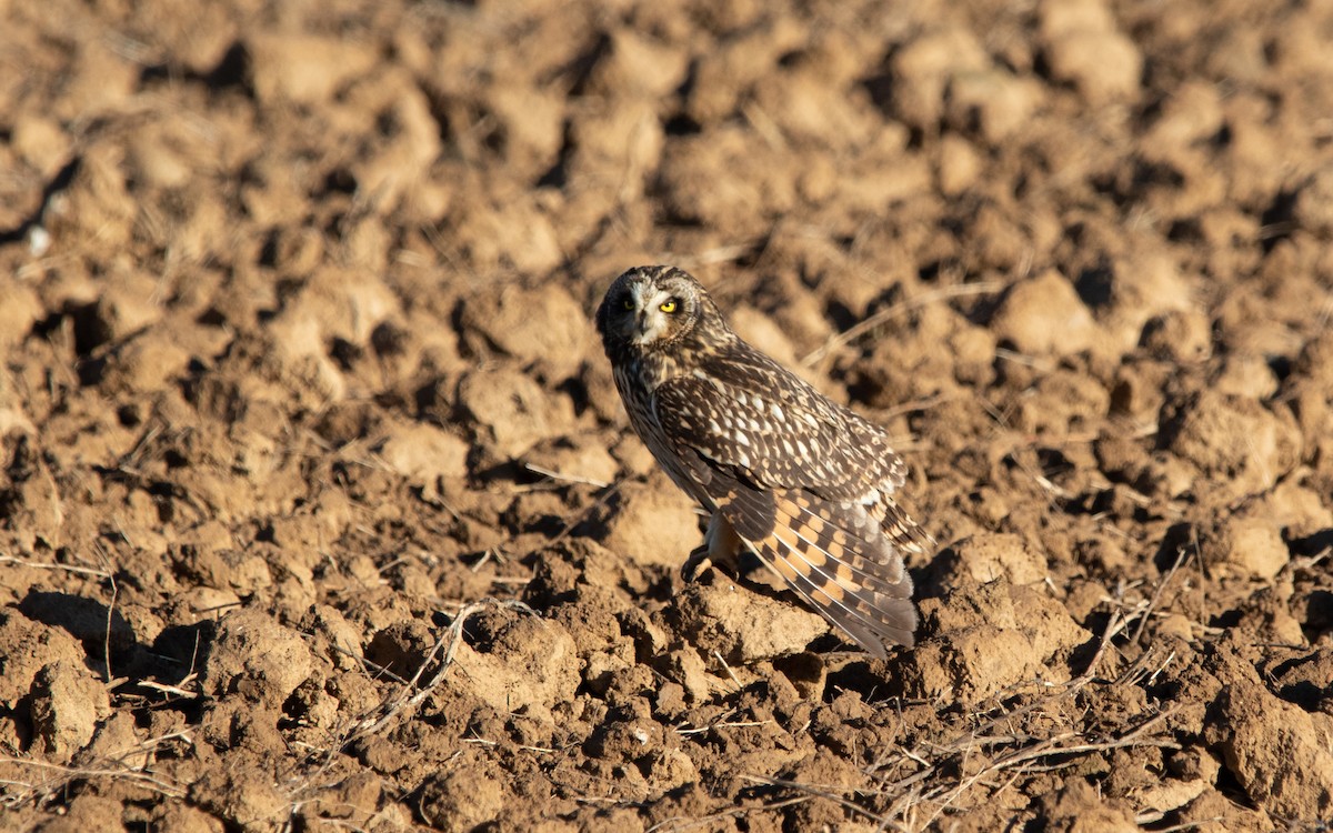 Short-eared Owl - ML619134161