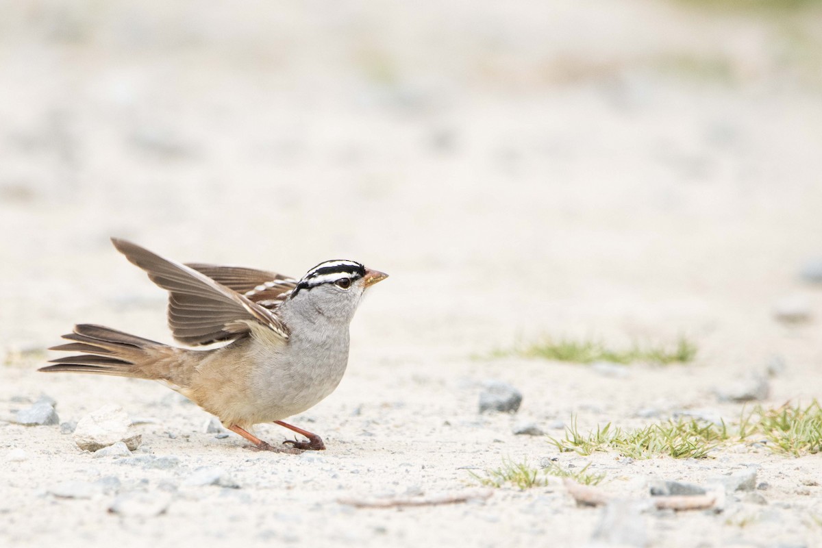 White-crowned Sparrow - ML619134261