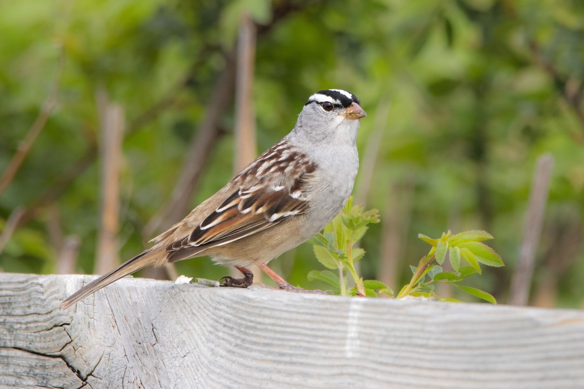 White-crowned Sparrow - ML619134262