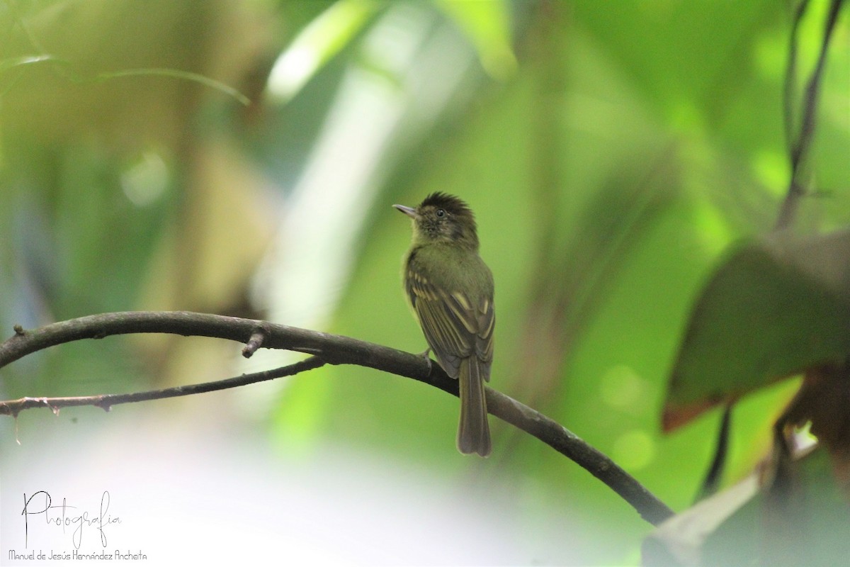 Sepia-capped Flycatcher - ML619134277