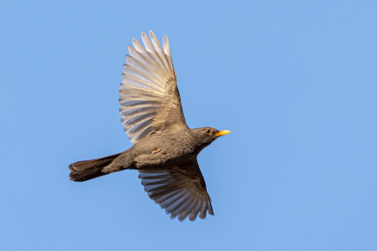 Eurasian Blackbird - ML619134300