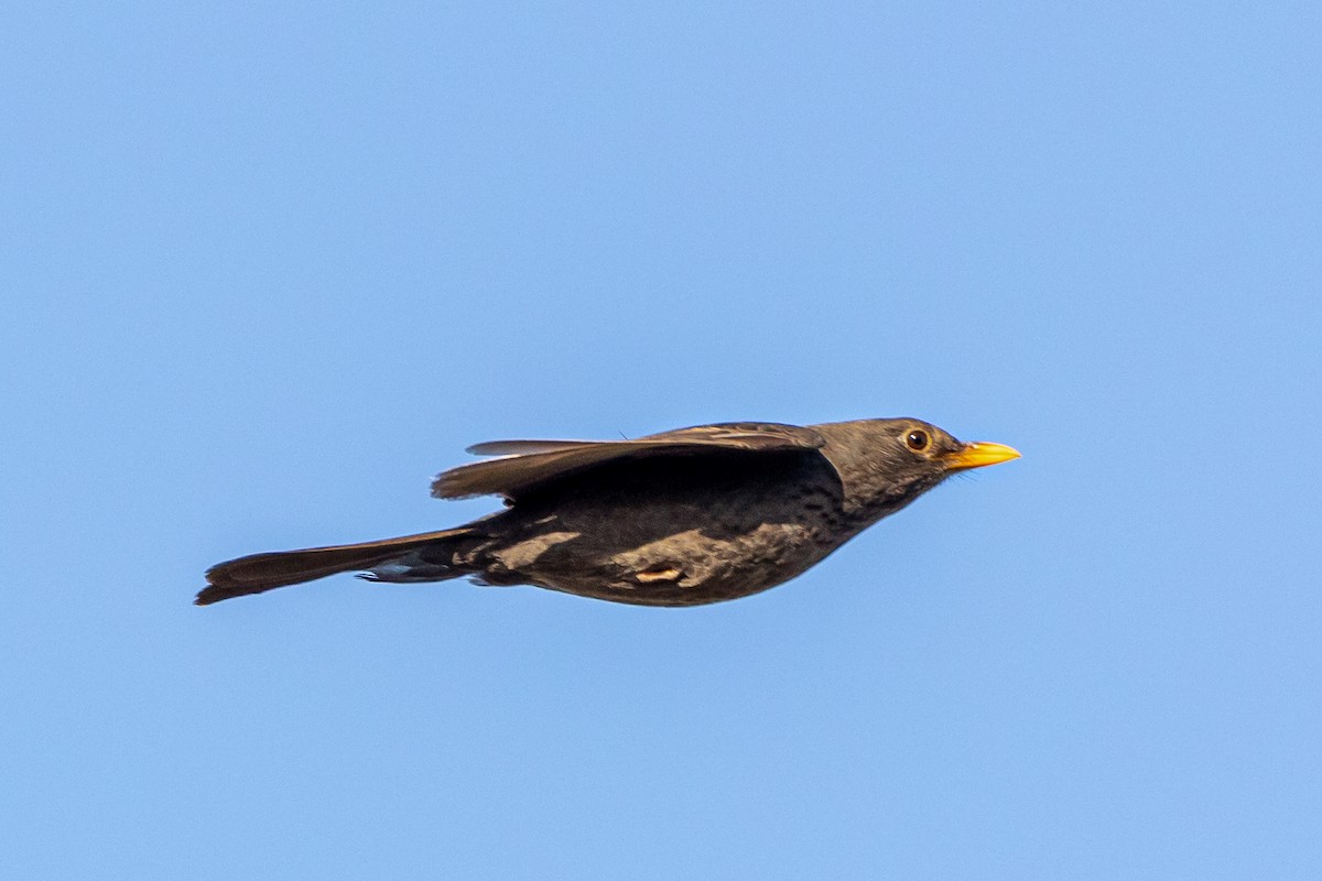 Eurasian Blackbird - ML619134301