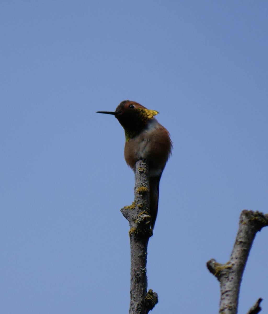 Rufous Hummingbird - ML619134315