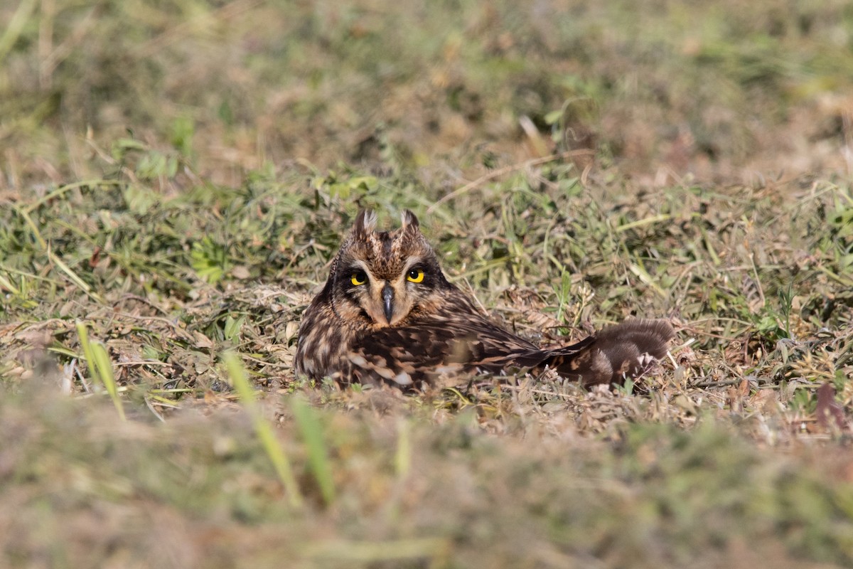 Short-eared Owl - ML619134391