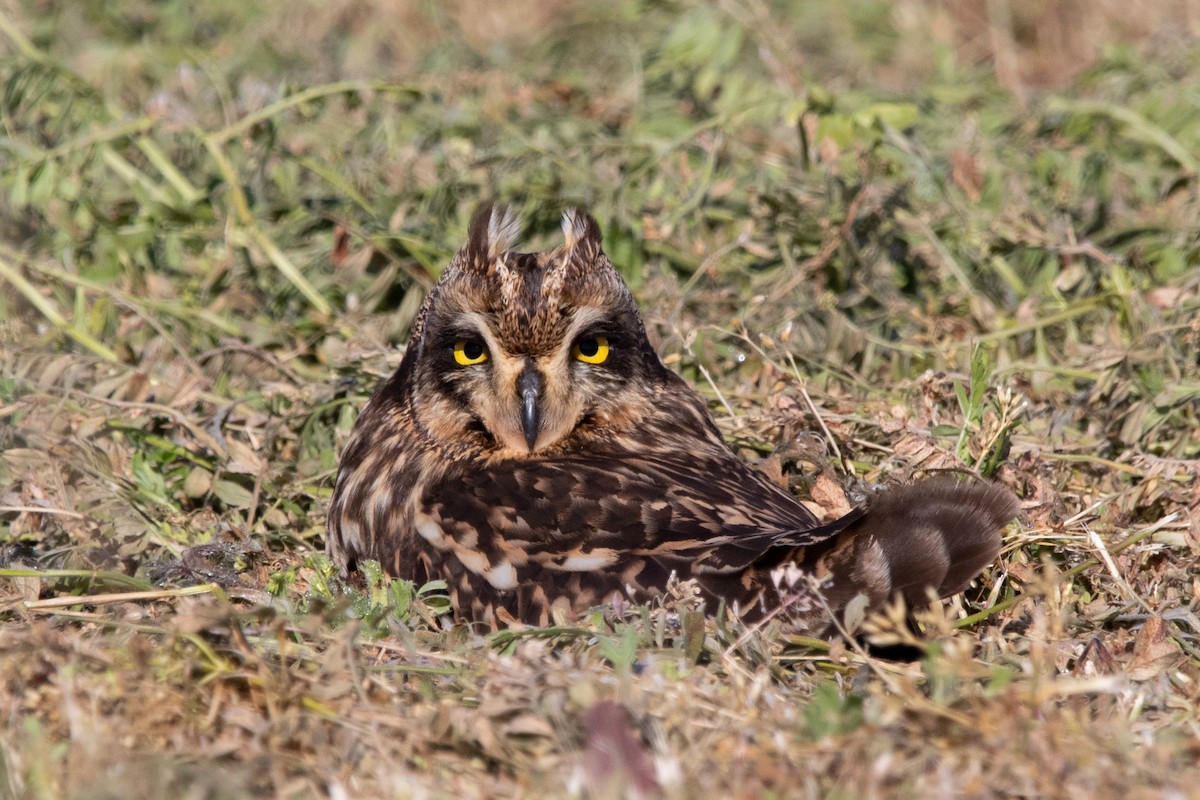 Short-eared Owl - ML619134395