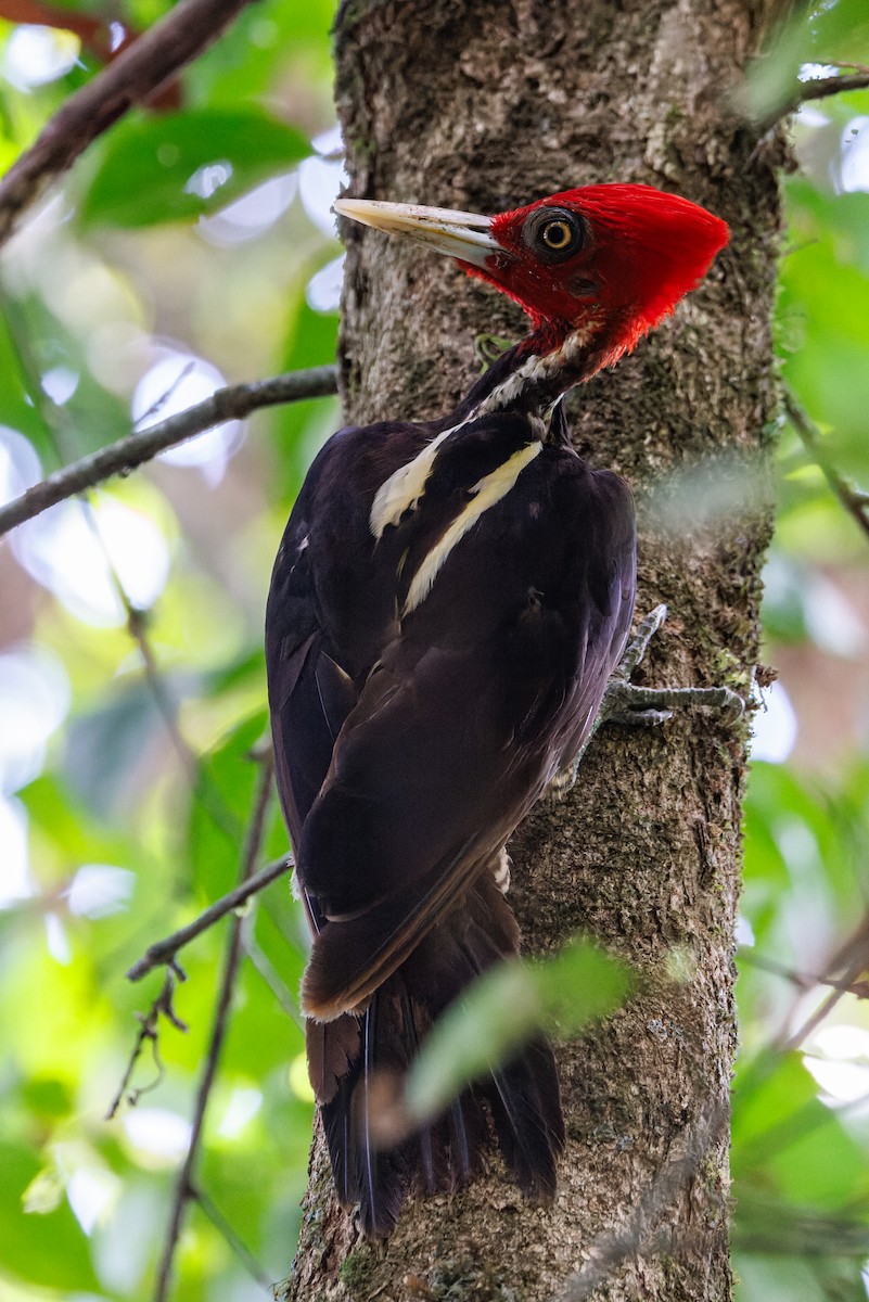 Pale-billed Woodpecker - ML619134419