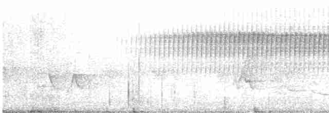 Paruline vermivore - ML619134454
