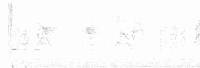 Полосатохвостый голубь - ML619134501