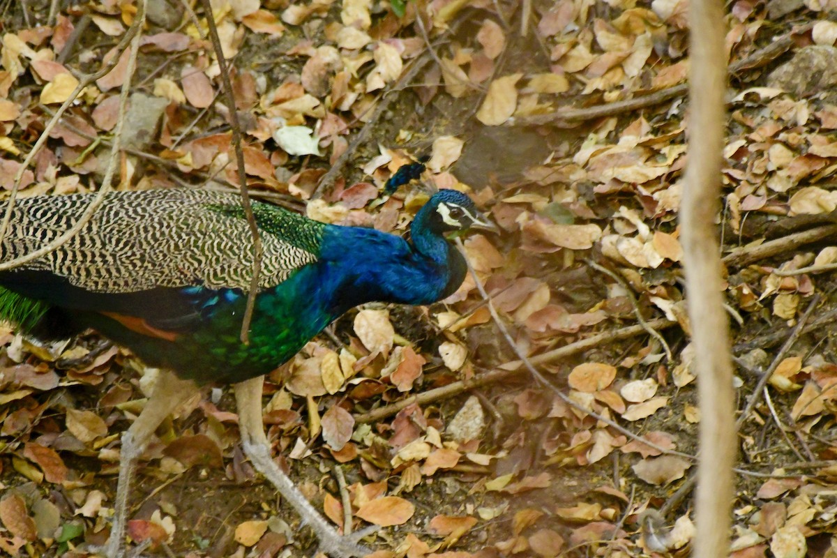 Indian Peafowl - ML619134513