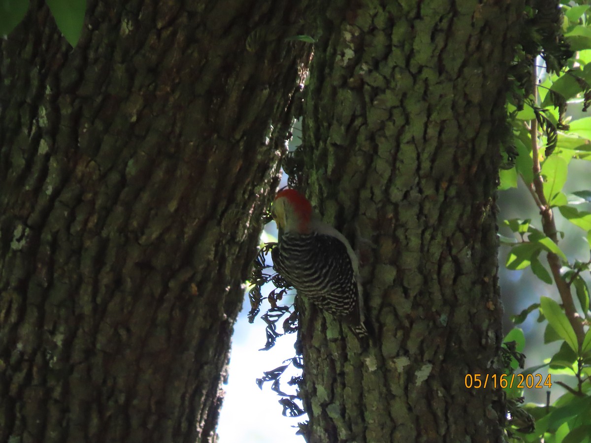 Red-bellied Woodpecker - ML619134544
