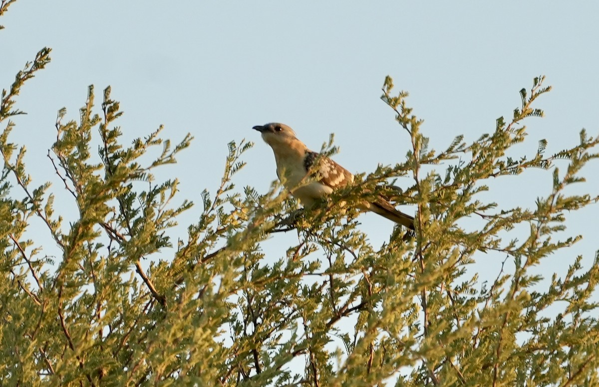 Great Spotted Cuckoo - ML619134566