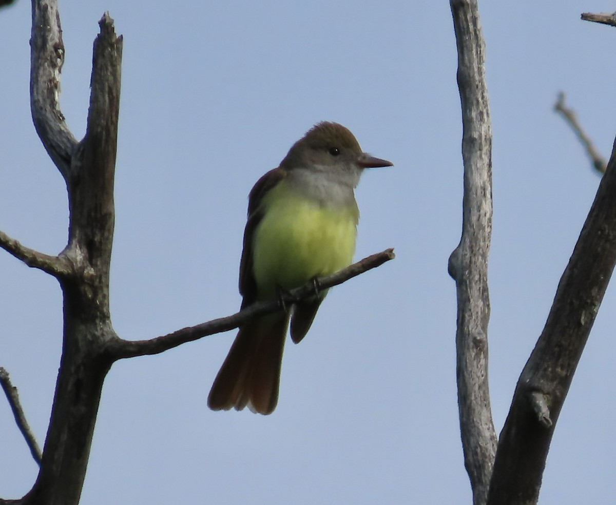 Great Crested Flycatcher - ML619134701