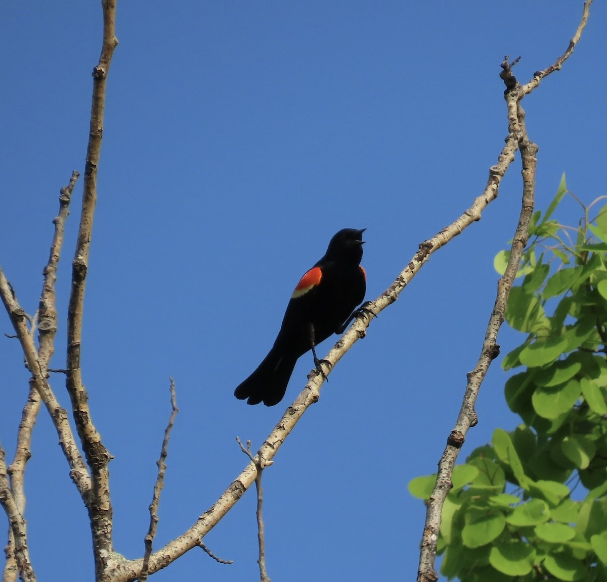 Red-winged Blackbird - ML619134727