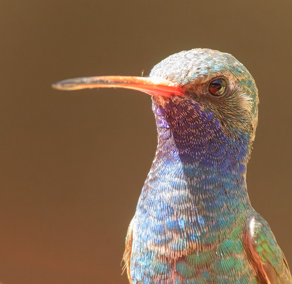Broad-billed Hummingbird - ML619134729
