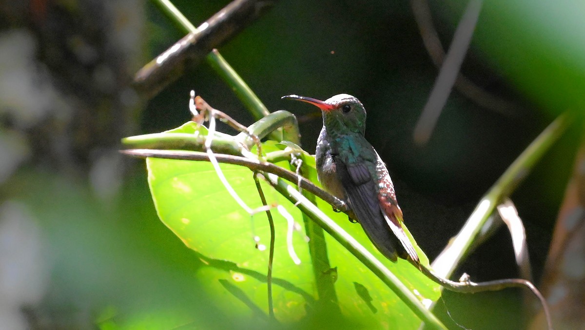 Rufous-tailed Hummingbird - ML619134730