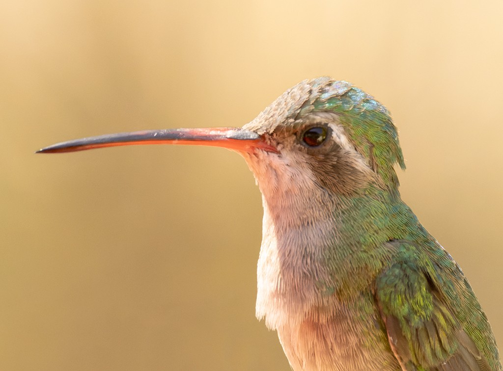 Broad-billed Hummingbird - ML619134738