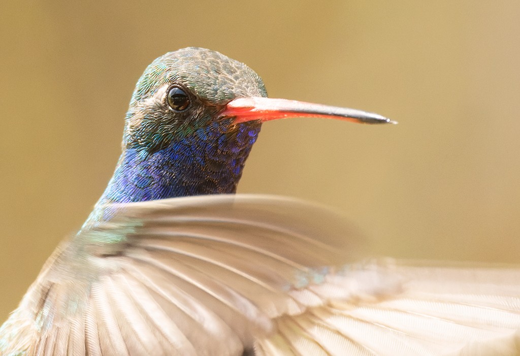 Broad-billed Hummingbird - ML619134739