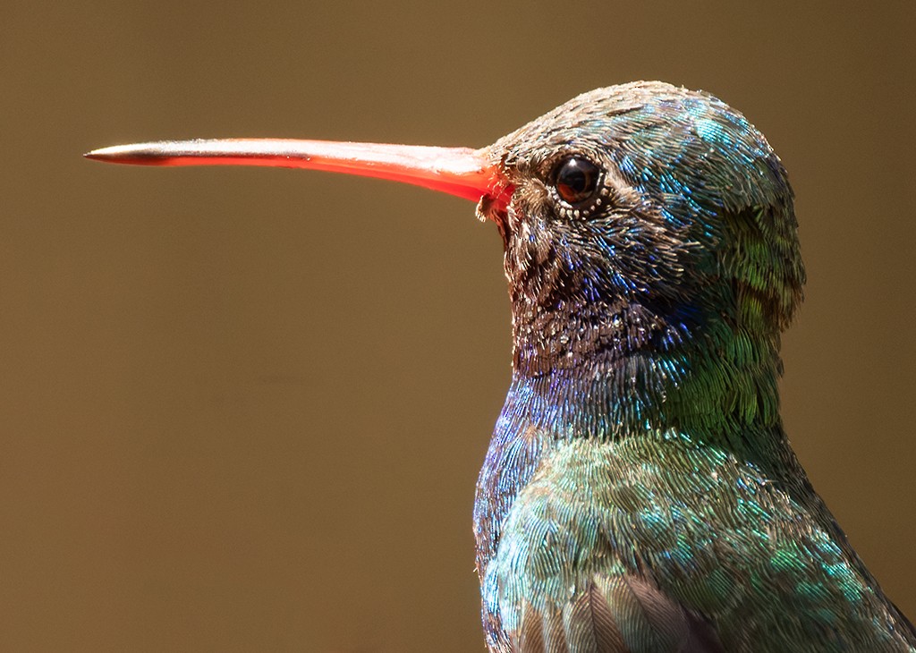 Broad-billed Hummingbird - ML619134741
