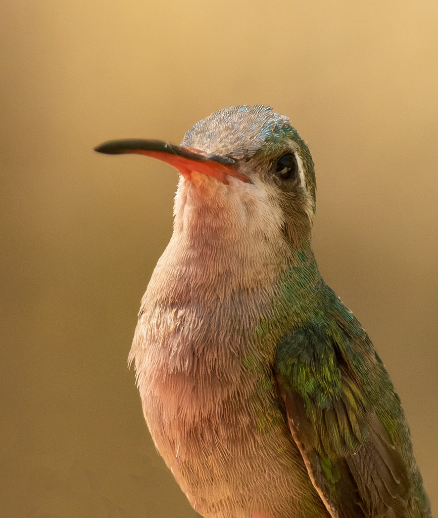 Broad-billed Hummingbird - ML619134749