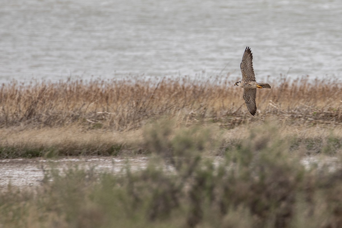 ebird-checklist-15-may-2024-freezeout-lake-wma-auto-tour-route