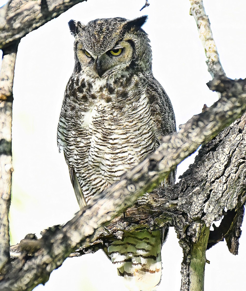Great Horned Owl - ML619134790