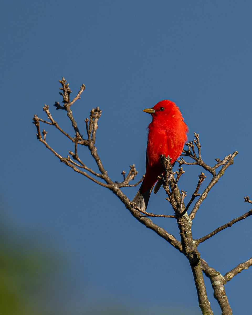 Scarlet Tanager - ML619134811