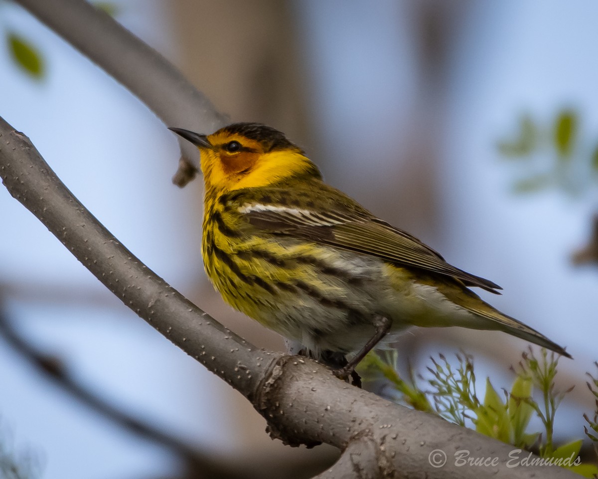Cape May Warbler - ML619134828
