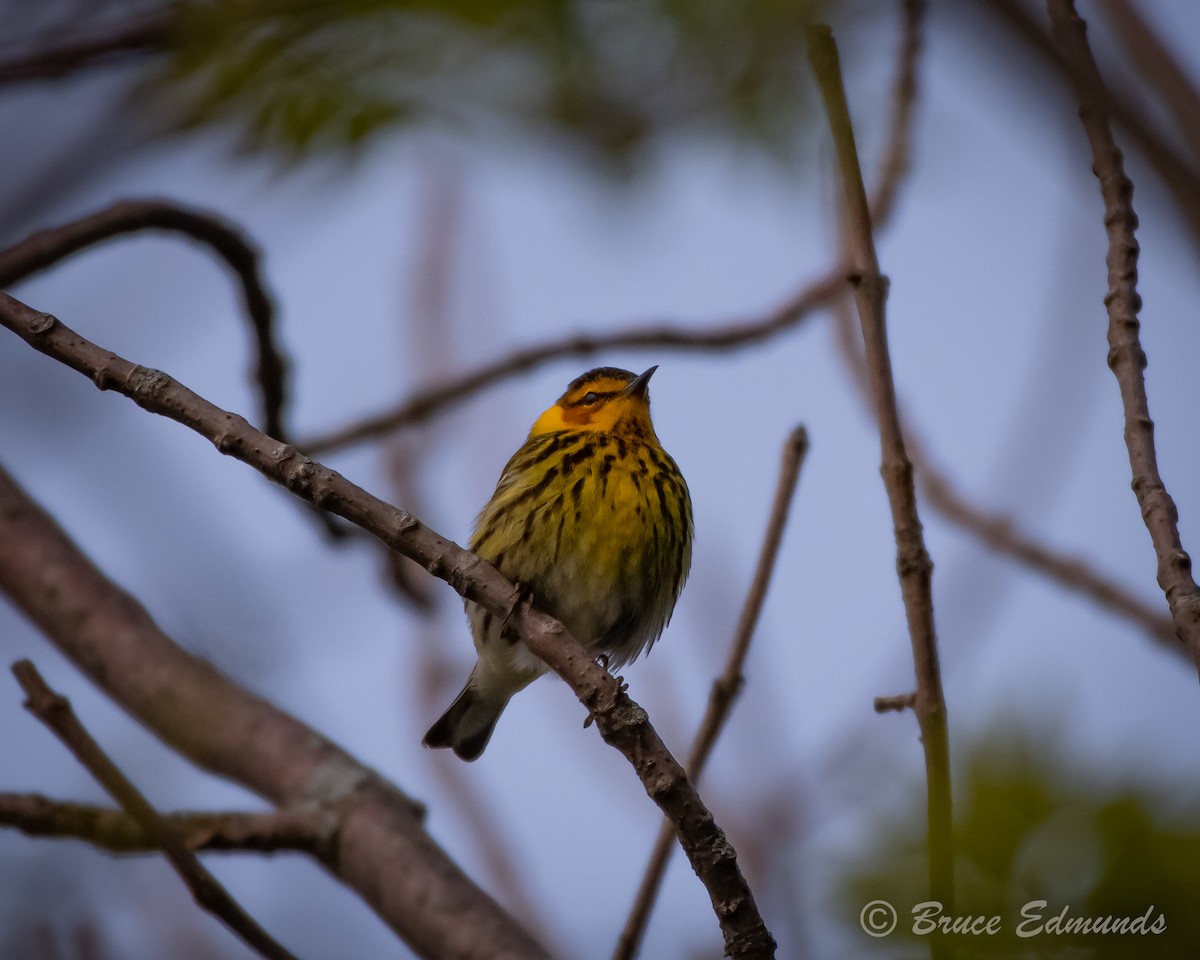 Cape May Warbler - ML619134830
