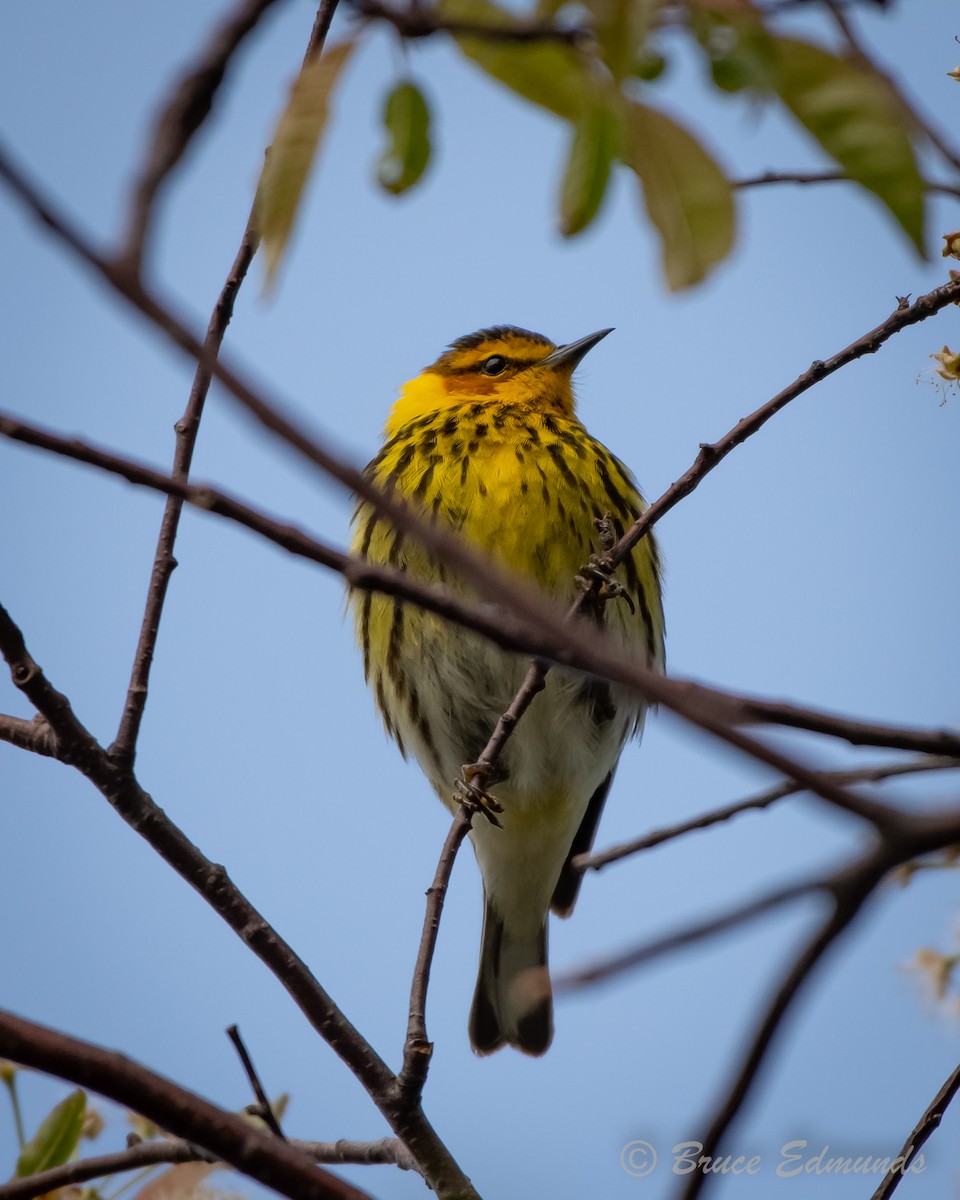 Cape May Warbler - ML619134831