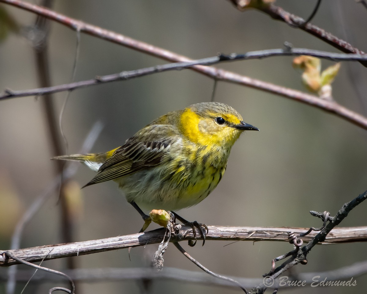 Cape May Warbler - ML619134832