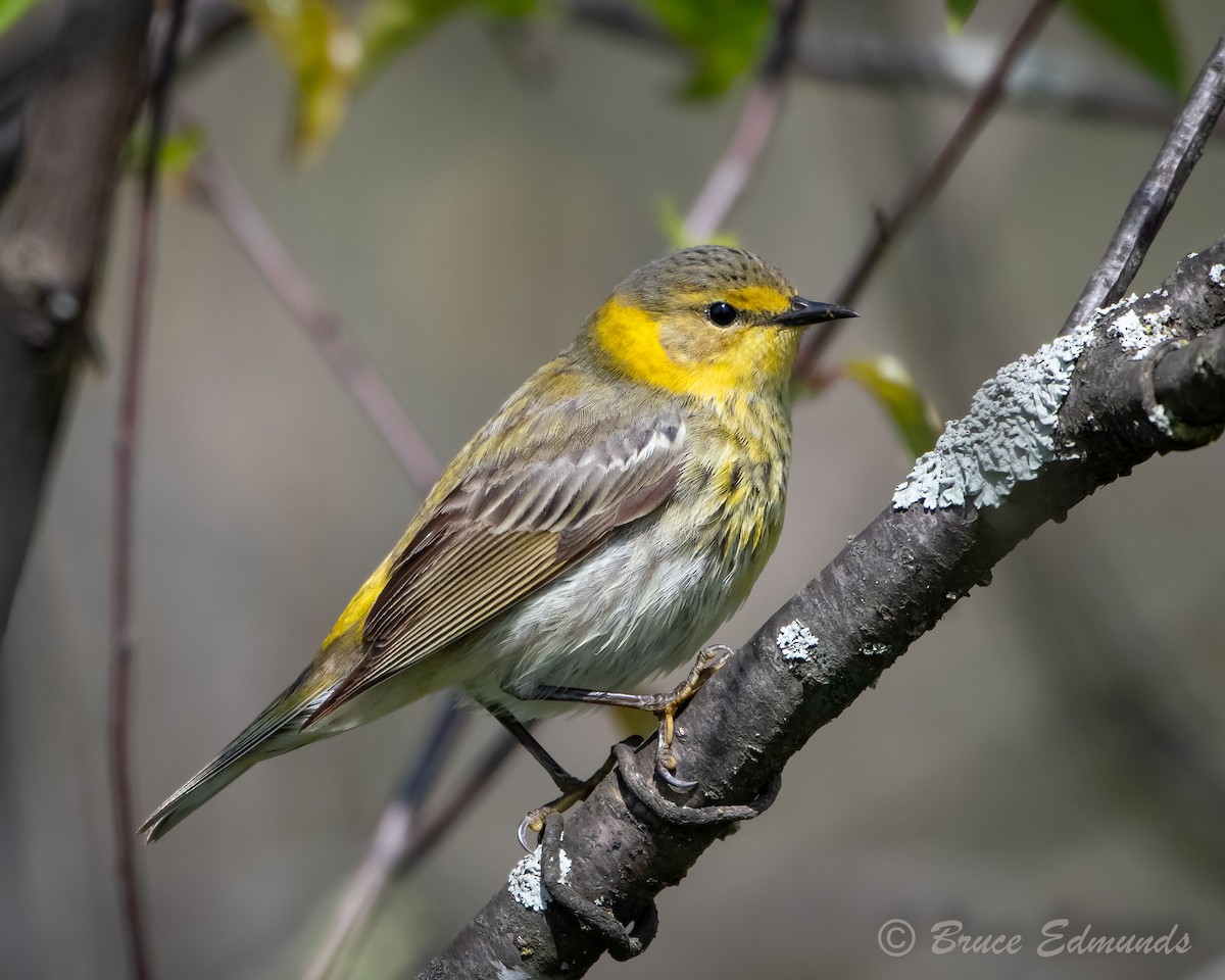 Cape May Warbler - ML619134833