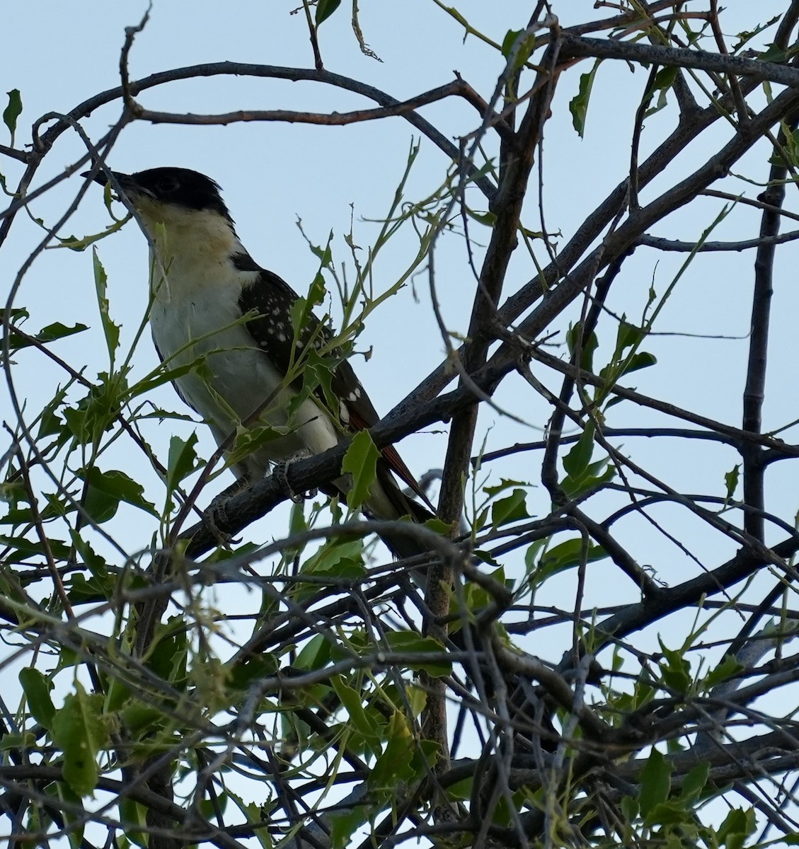 Great Spotted Cuckoo - ML619134861