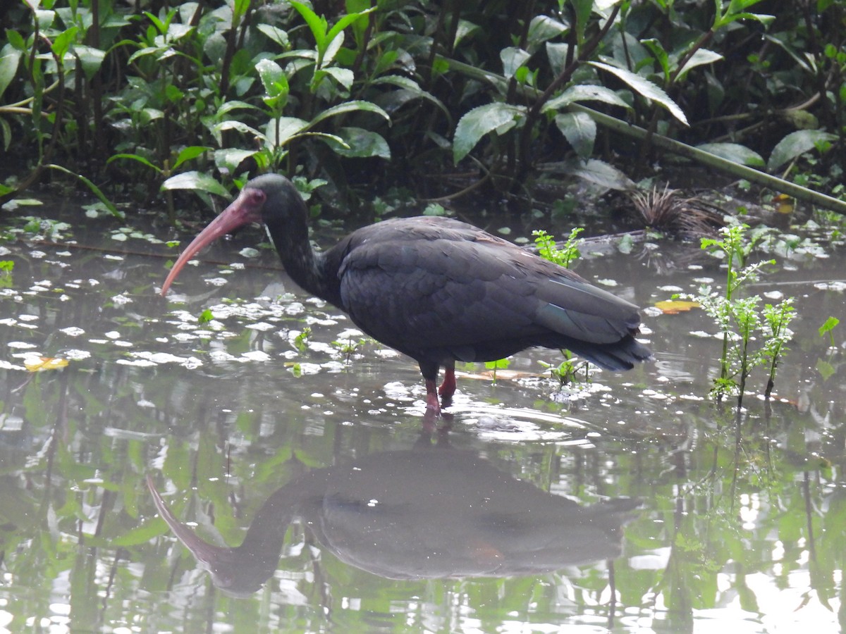 ibis tmavý - ML619134867