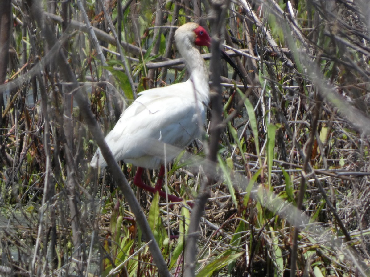 ibis bílý - ML619134895