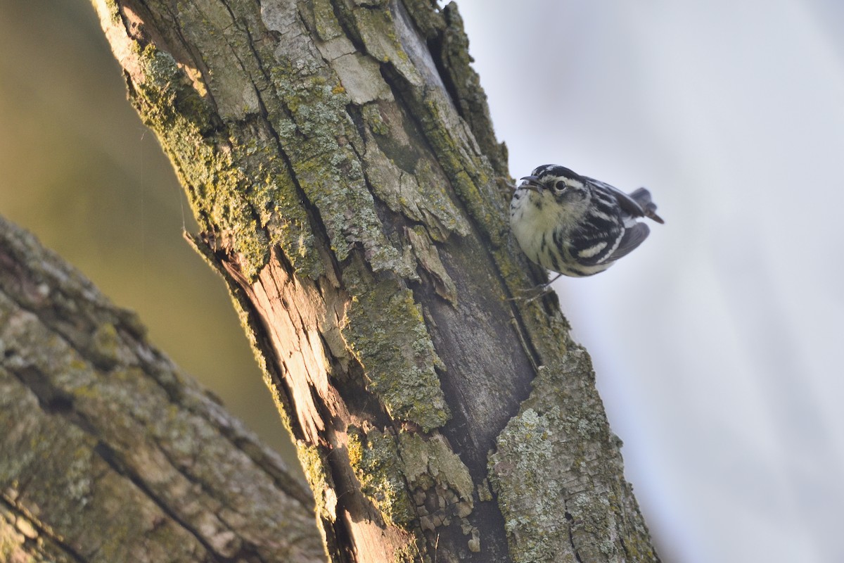 Black-and-white Warbler - ML619134901