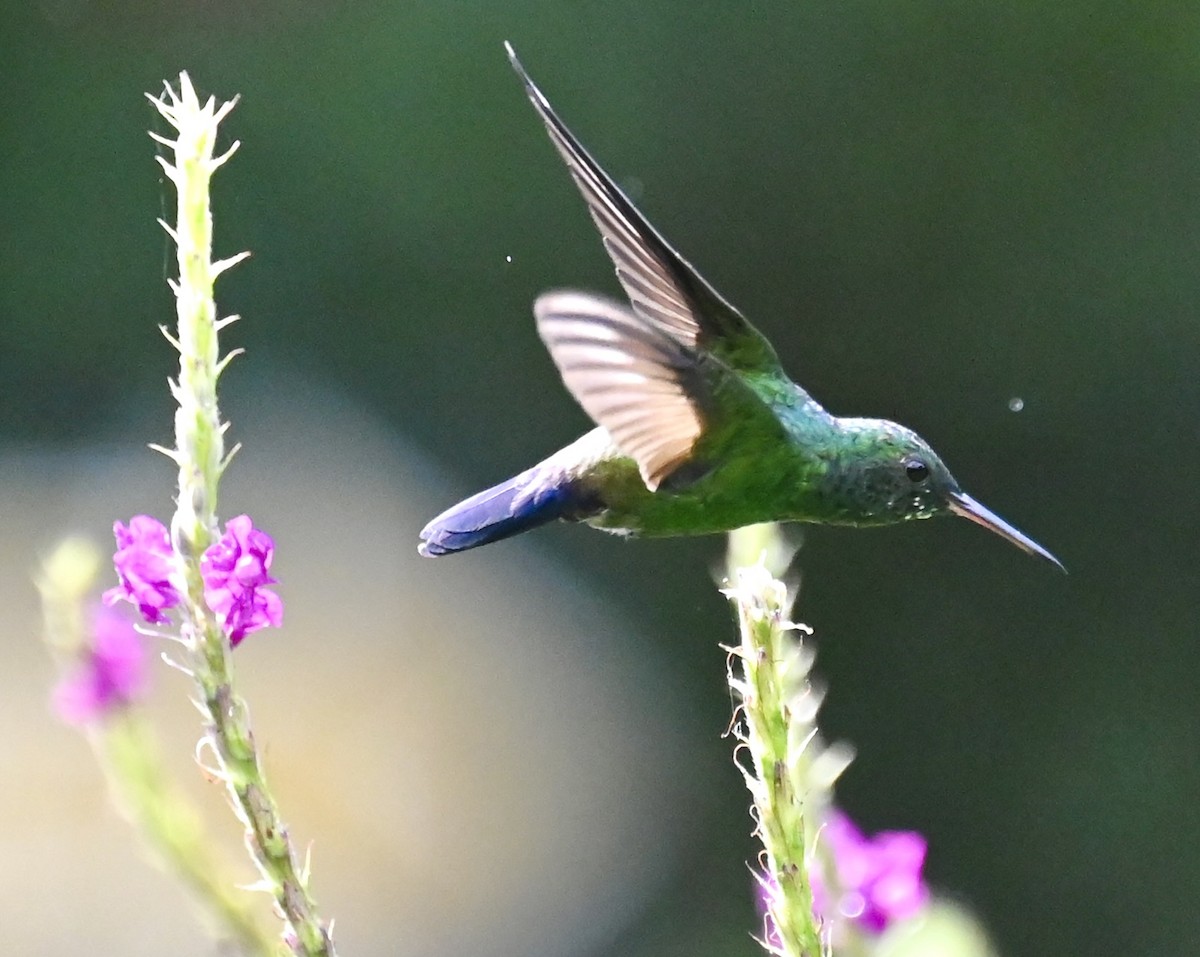 kolibřík vidloocasý - ML619134902