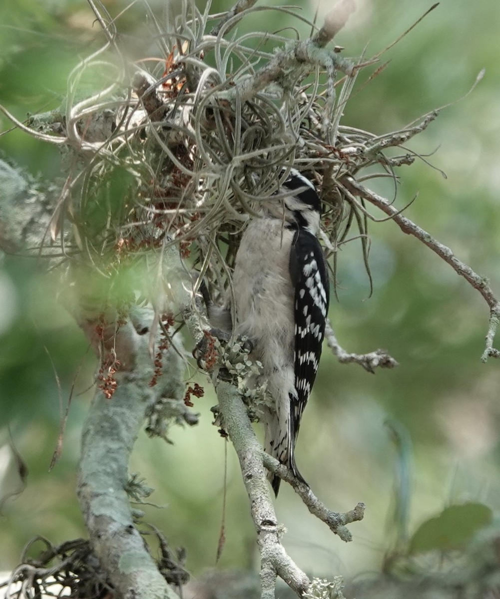 eBird Checklist 16 May 2024 Double Hammock Creek 11 species