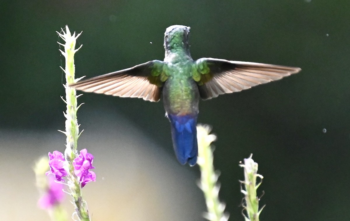 kolibřík vidloocasý - ML619134909