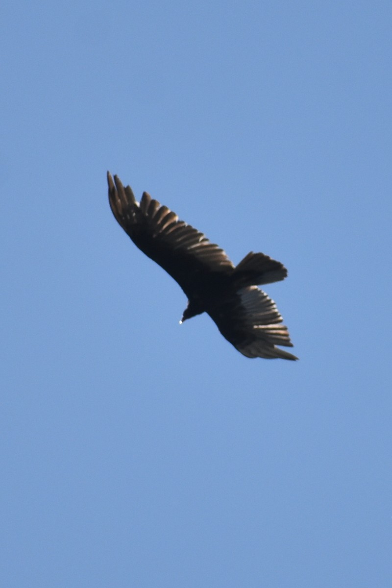 Turkey Vulture - ML619134912